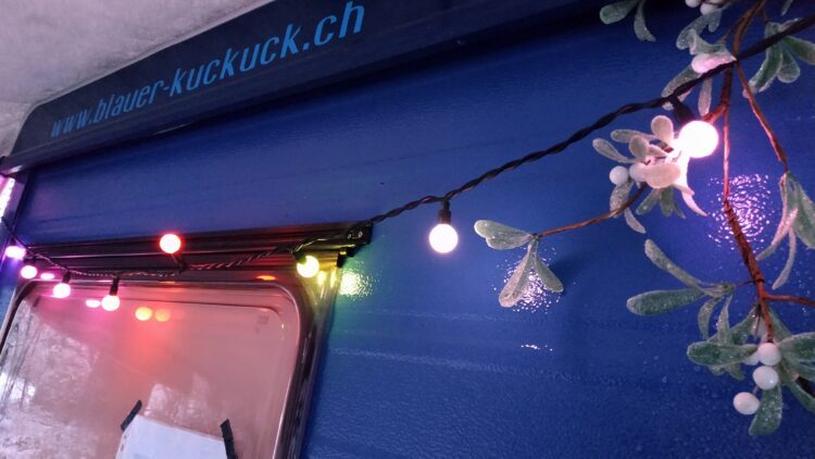 Blauer-Kuckuck-Winter